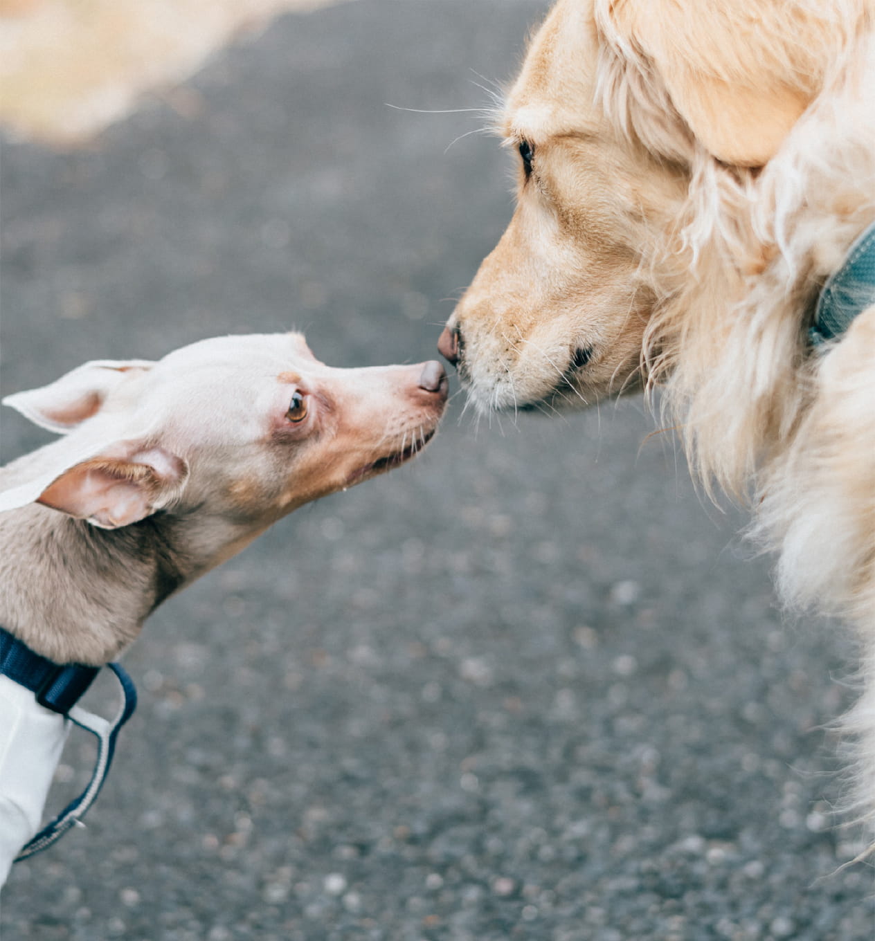 犬2匹が挨拶している画像