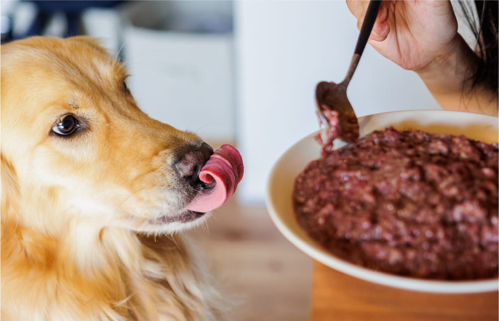 生肉フードを食べるゴールデン